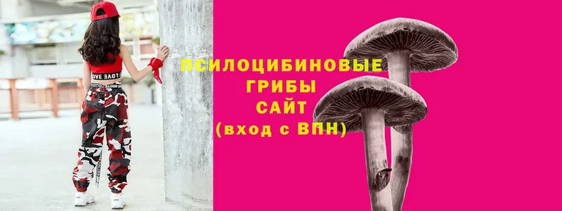 где купить наркоту  Гагарин  Галлюциногенные грибы Psilocybe 